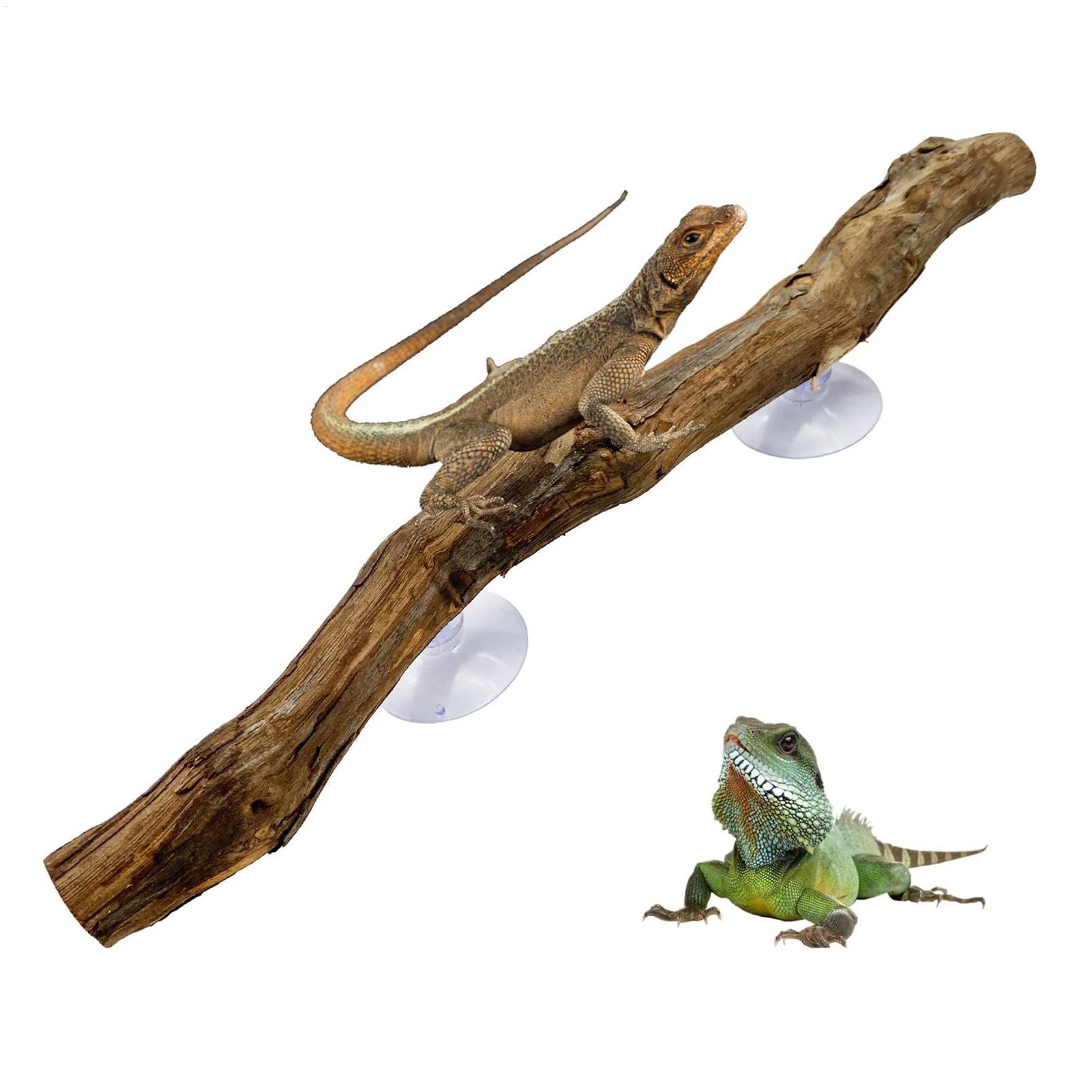 Reptile Climbing Corner Stick  - Snake Plant ulasan dan harga