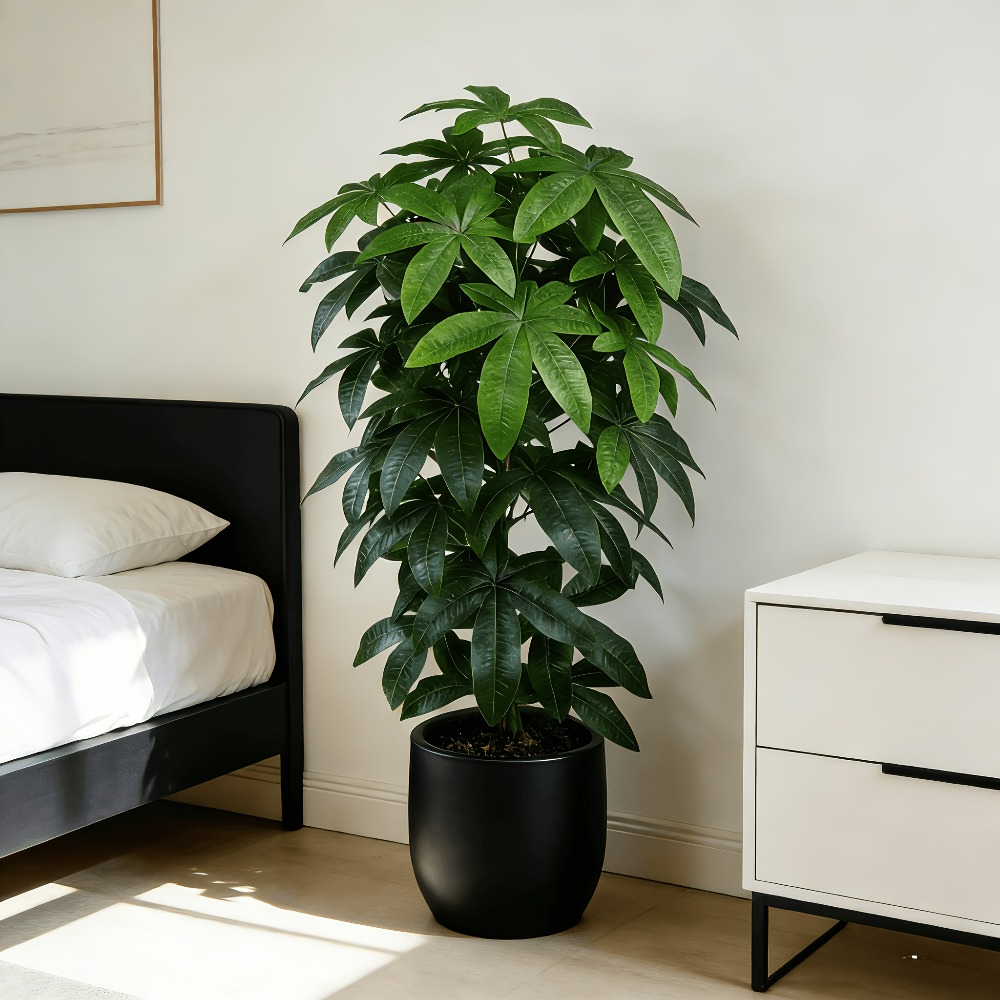 An Artificial Money Tree Pachi - Fiddle Leaf Fig ulasan dan harga